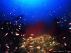 La Gorgonia Rossa del Mediterraneo (Paramunicea Clavata) fotografata al largo di Santa Caterina di Nard (Lecce) ad una profondit di 56m. Scansione da diapositiva, pellicola Velvia 100F.