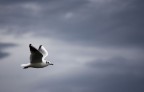 Esposizione  	0,001 sec (1/1250)
Aperture 	f/5.6
Lente 	250 mm
ISO 	400

Se vi va buttate gi due commenti. Grazie! :)
