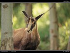 Camoscio # 7 - Dietro all'Albero - [Introd]