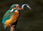 Canon 5DMKII
Canon 800 mm 5.6 L IS
Cavaletto Gizzo
Testa wimberley
Tv/2000
Av 5.6
Iso 250