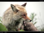 Volpe PNGP # 17 - Ritratto nella Nebbia 2
