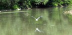 Airone in volo