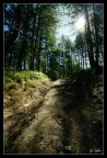 Il sotttobosco