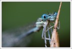 Platycnemis pennipes