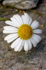 Una margerita fotografata ai piedi del monte rosa