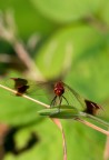 Nikon D60 + Sigma 70-300 f 4/5,6 Apo Macro

F14 1/50 ISO 200

Critiche e consigli ben accetti.

Foto in massima risoluzione:

http://picasaweb.google.com/lh/photo/03ZFCicaVMEJgb9-irfjHA?feat=directlink