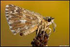 Hesperiidae 2010