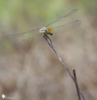 Sympetrum fonscolombii (pi ombreggiato)
