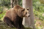 mamma orsa