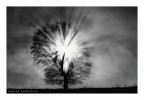 Luce