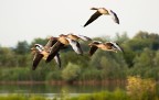 Primi scatti Naturalistici in senso stretto, decine di foto da gettare e un paio da tenere