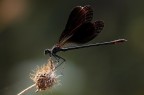 ...In Movimento...!!!