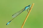 Ischnura Elegans