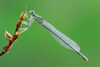Platycnemis Pennipes