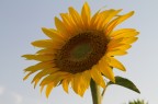 Il sole