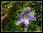 Fiore