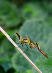 Nikon D60 + Sigma 70-300 f 4/5,6 APO MACRO

F16 1/4 ISO 200

Critiche e consigli ben accetti.

File con risoluzione 1500

http://lh4.ggpht.com/__QciaCaXYGQ/TGbsHuCPqHI/AAAAAAAAA1Q/jK6h-kibPBc/s512/DSC_0010.jpg