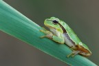 Hyla
