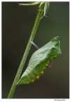 La pupa e ........