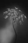 dipingere con la luce