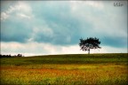 un albero solitario in mezzo al verde