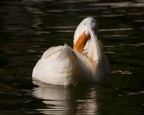 5.6

1/2500

300 mm

200 Iso
