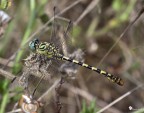 Forcipatus molto ambientato