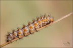 Sar... Melitaea!