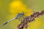 Libellula 2