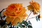 rosa, rosae