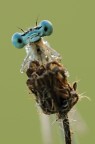 Platycnemis Pennipes