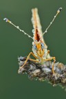 Melitea Didyma