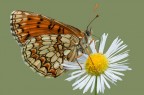 modella