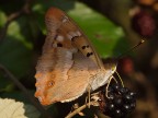 Apatura ilia