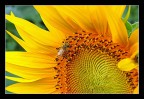 Canon EOS 40d
Canon EF-S 60 f2.8 macro
ISO400 - 1/125 sec - f/13
Mano libera
Parecchio AUTAN addosso....