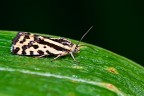 Emmelia trabealis