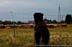 Girando nei pressi di Lissone ho scovato tra la Valassina e strade secondarie, in un pratone, un gregge di pecore ambulanti. Ecco uno degli shoots: questo cane arruffato teneva d'occhio il gregge!!!