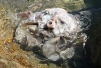 credo abbiano "pulito" un tonno sugli scogli subito dopo la pesca