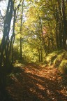 La luce del primo mattino, filtra fra i rami colorati dai bei colori autunnali