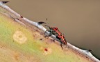  un tentativo
crop
tanto sole
tanto caldo
cavalletto nella sabbia
ed ho fatalmente dimenticato la formattazione delle foto in "small"
quindi poca nitidezza
pp abbondante
se ci mettiamo il fatto che ho uno zoom pacco che mi sta lasciando.. insomma.. ho fatto quel che potevo! :D