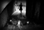 viva le &quot;gattare&quot;