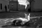 la strada