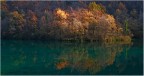 Riflessi e foglie