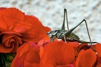 cricket on the red