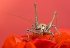 cricket frontal...