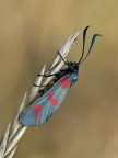 zygaena zygaena