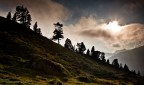 Trees on the edge