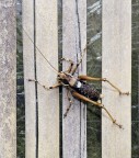 Grillo sul canneto