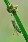 Xiphidion Discolor Con Nezara Viridula