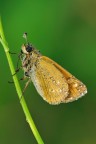 Ochlodes Sylvanus